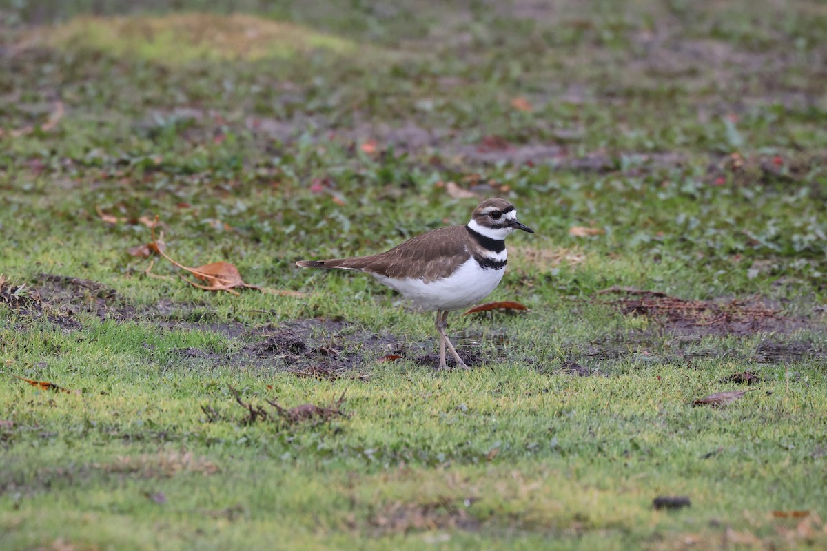 Killdeer - ML613234250