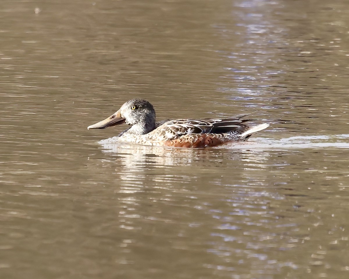 Northern Shoveler - ML613234294