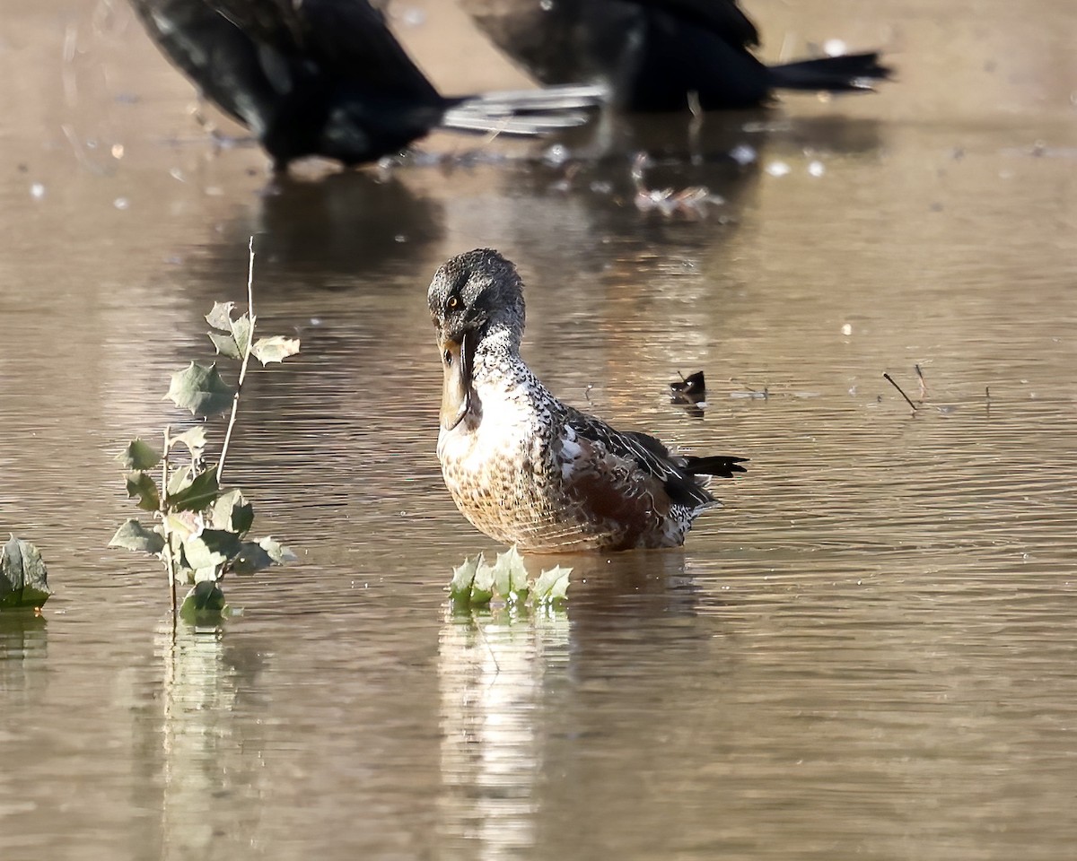 Northern Shoveler - ML613234295