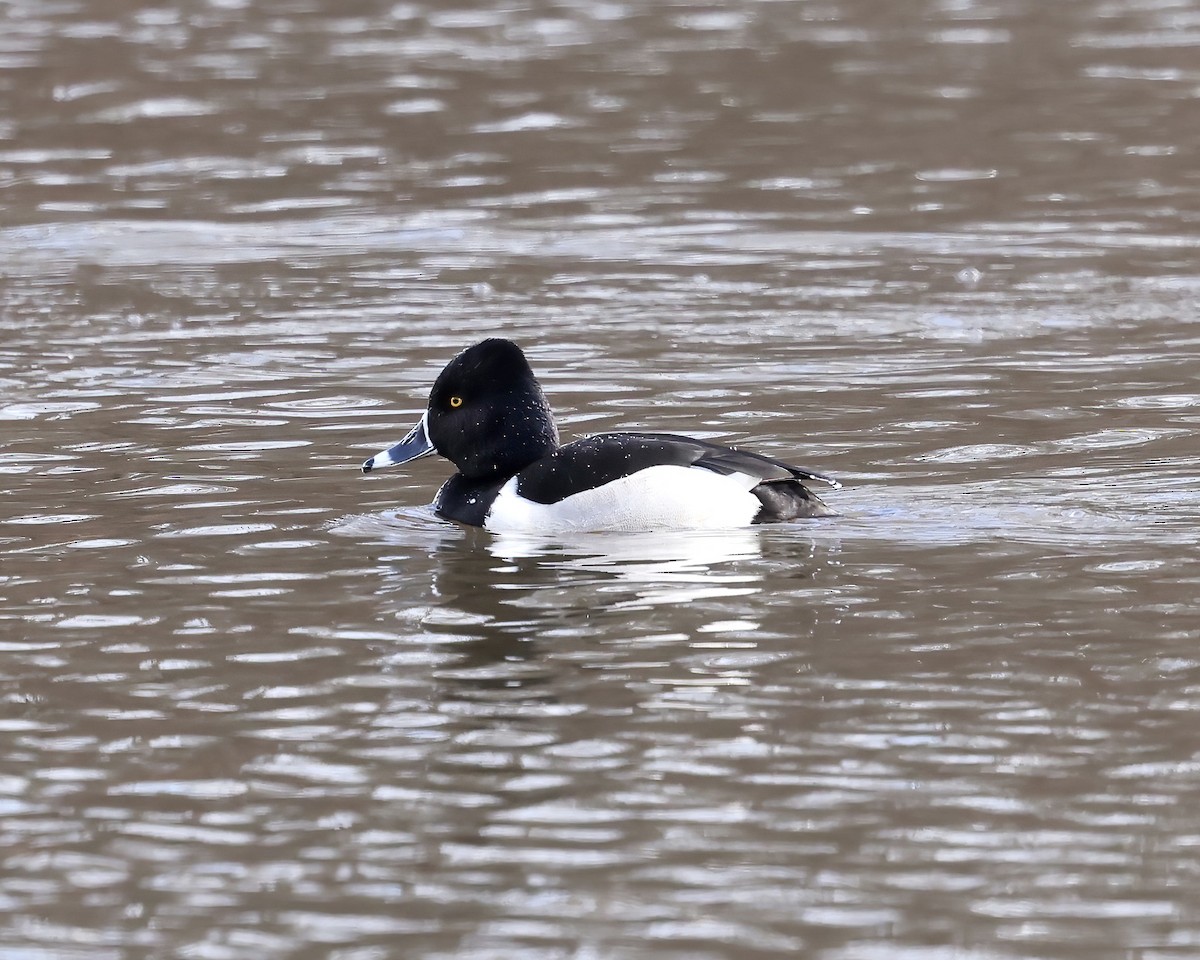 Ring-necked Duck - ML613234305