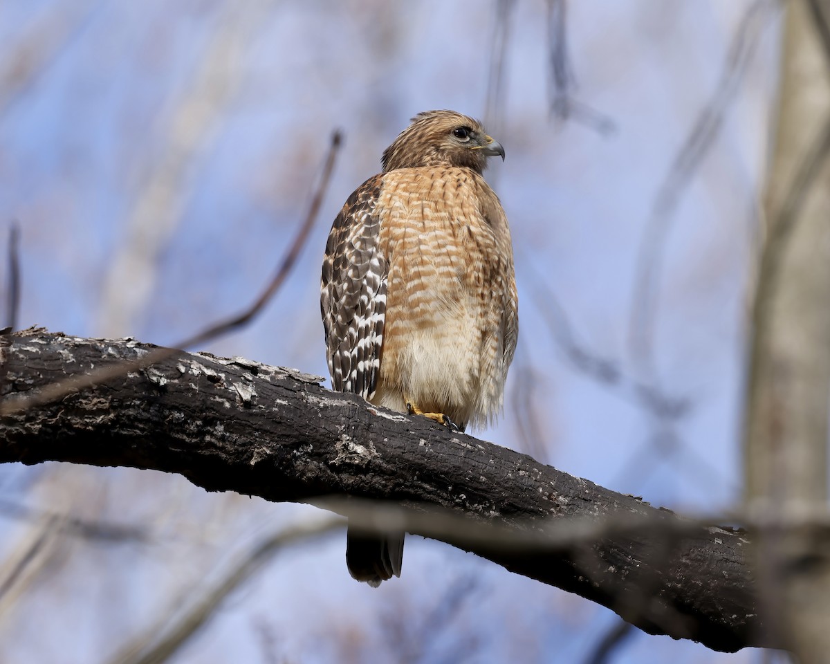 Red-shouldered Hawk - ML613234338