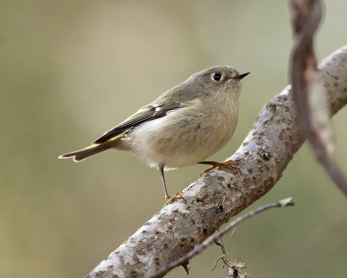 Ruby-crowned Kinglet - ML613234365