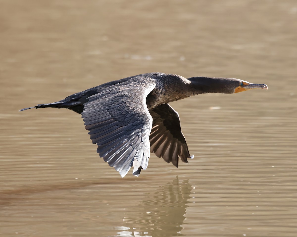 Double-crested Cormorant - ML613234393