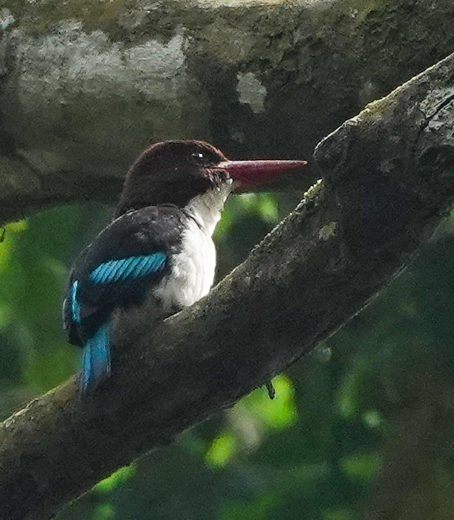 Chocolate-backed Kingfisher - ML613234399