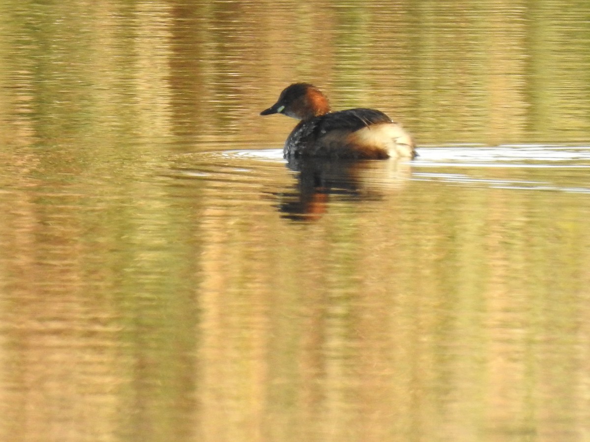 Little Grebe - ML613234435