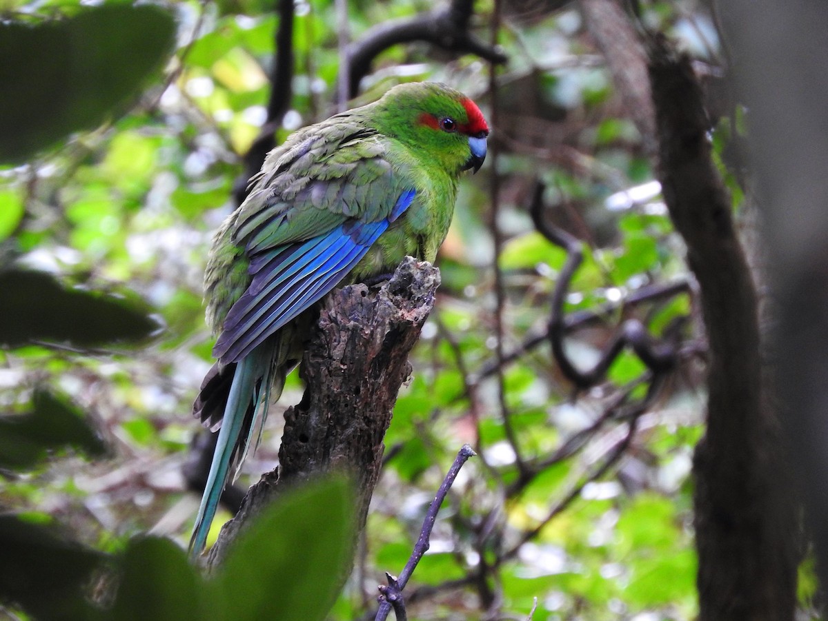 Red-crowned Parakeet - ML613234477