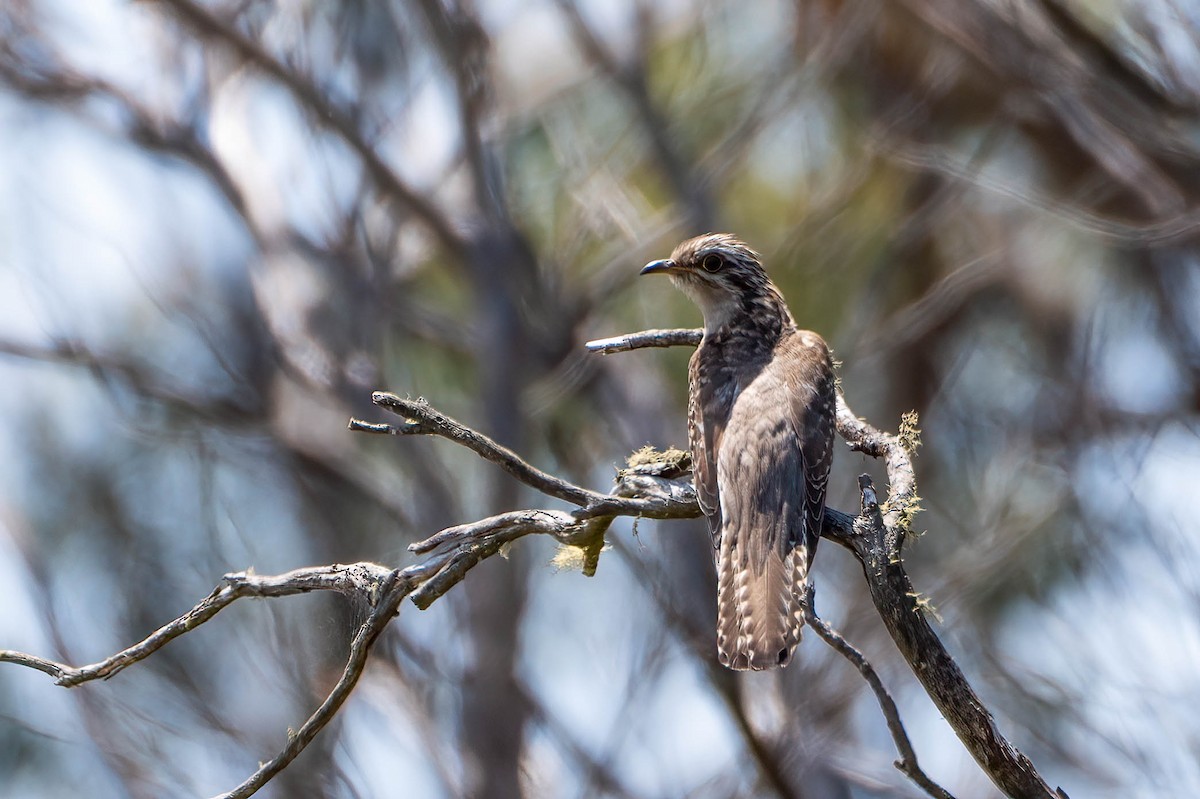 Pallid Cuckoo - ML613234481