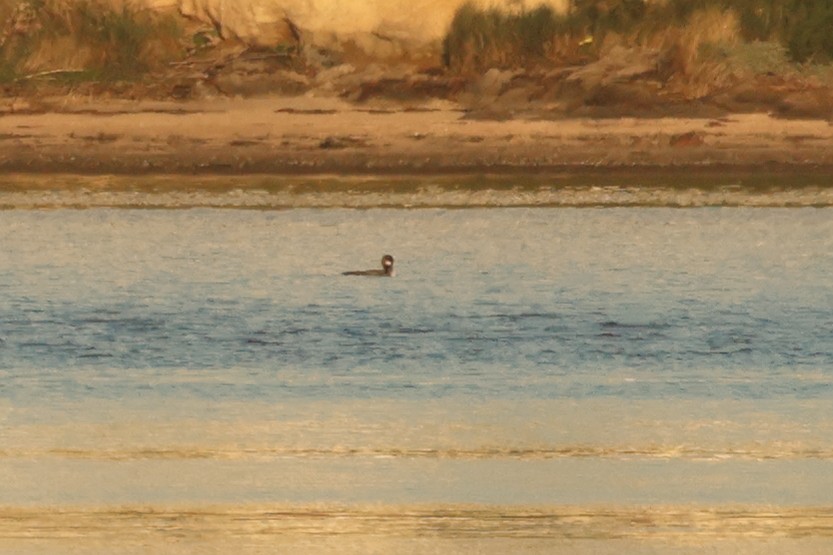 Common Loon - ML613234490