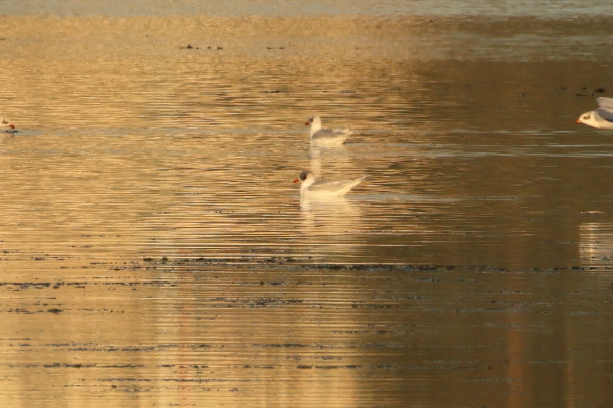 Mediterranean Gull - ML613234499