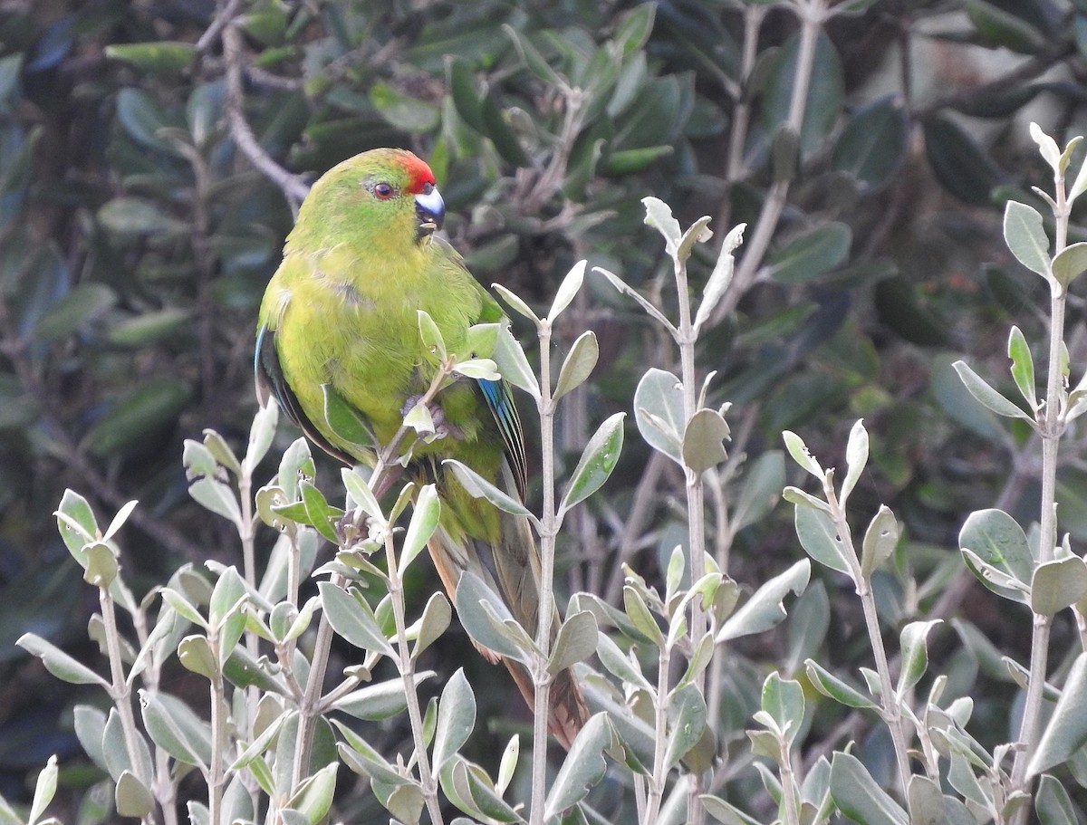 Red-crowned x Chatham Islands Parakeet (hybrid) - Matt Slaymaker