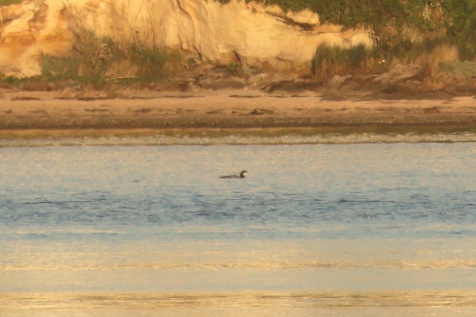 Common Loon - ML613234583