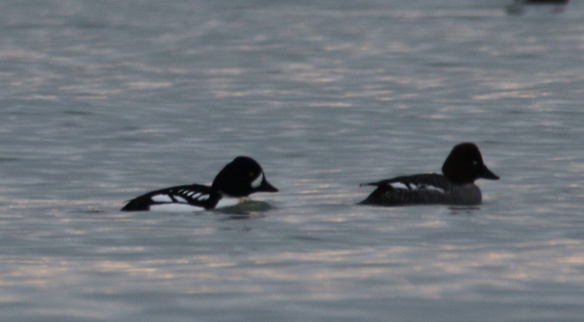 Barrow's Goldeneye - ML613234653