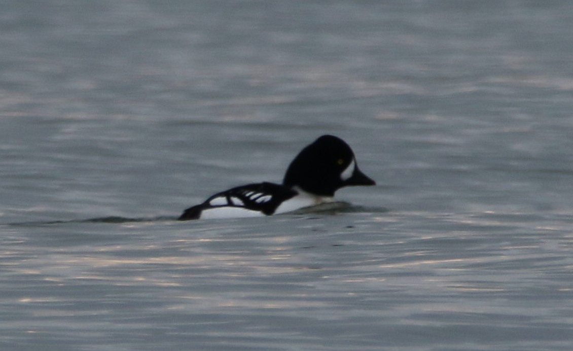 Barrow's Goldeneye - ML613234654