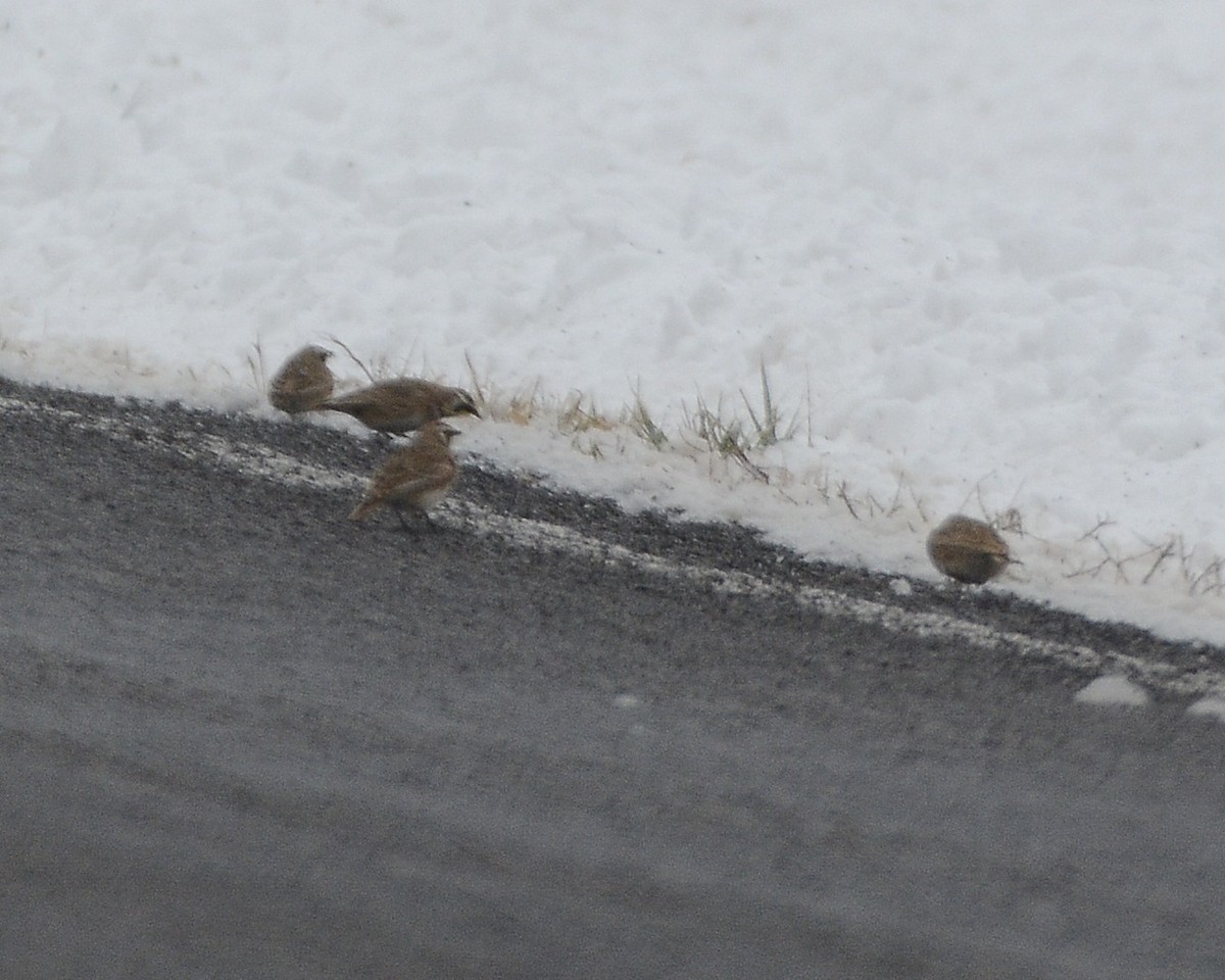 Horned Lark - ML613234710