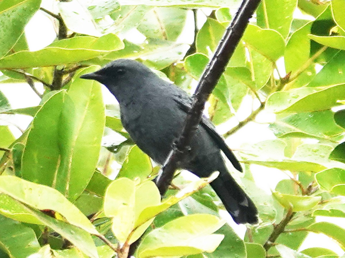 Common Cicadabird (Palau) - ML613234770