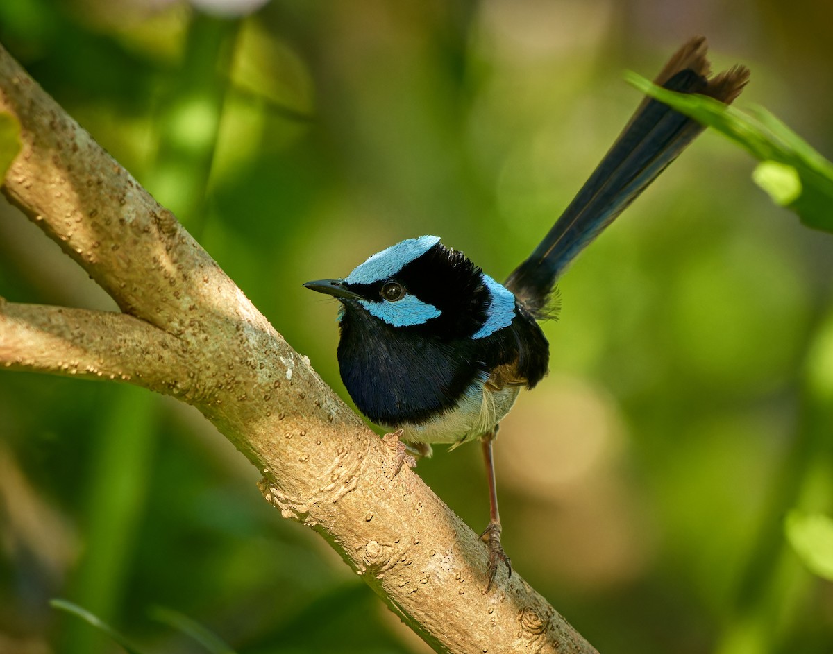 Superb Fairywren - ML613234797
