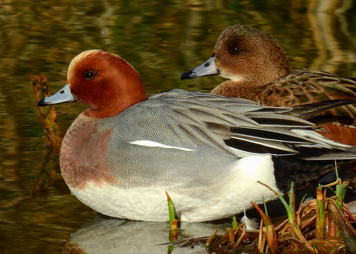 Eurasian Wigeon - ML613234802