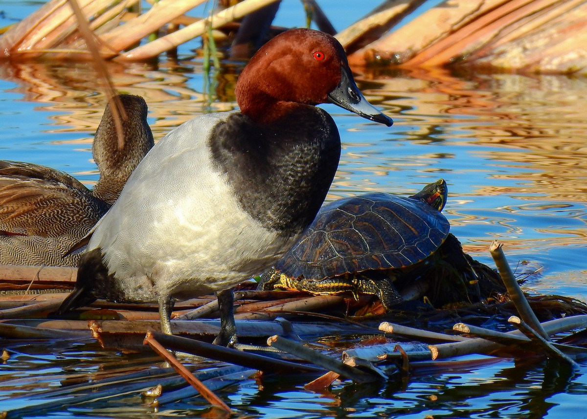 Common Pochard - ML613234835