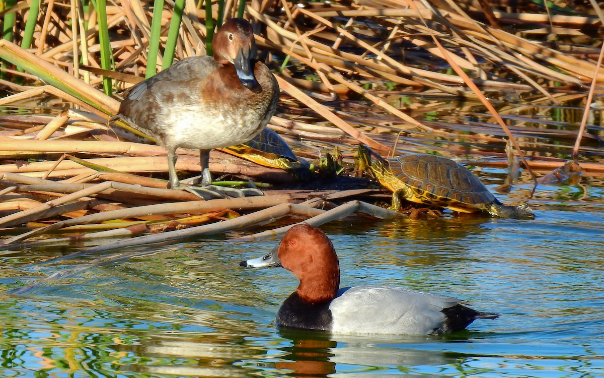 Common Pochard - ML613234836