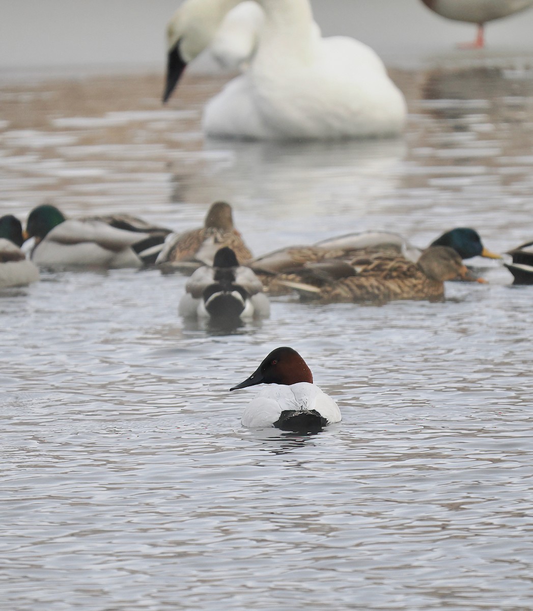 Canvasback - Bruce Gates