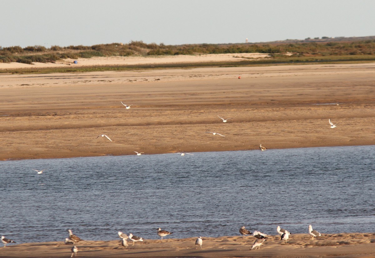 Slender-billed Gull - ML613234844