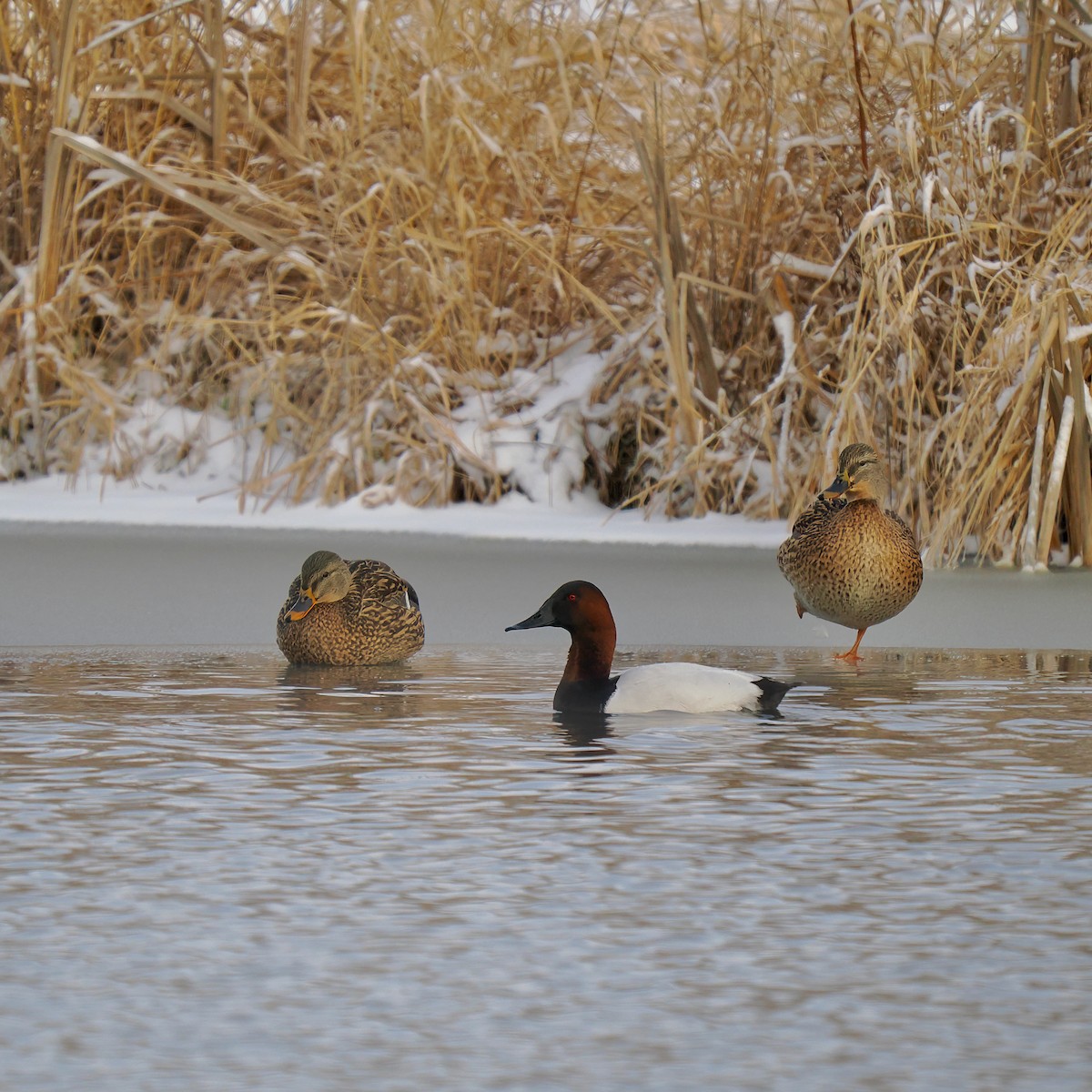 Canvasback - ML613234855