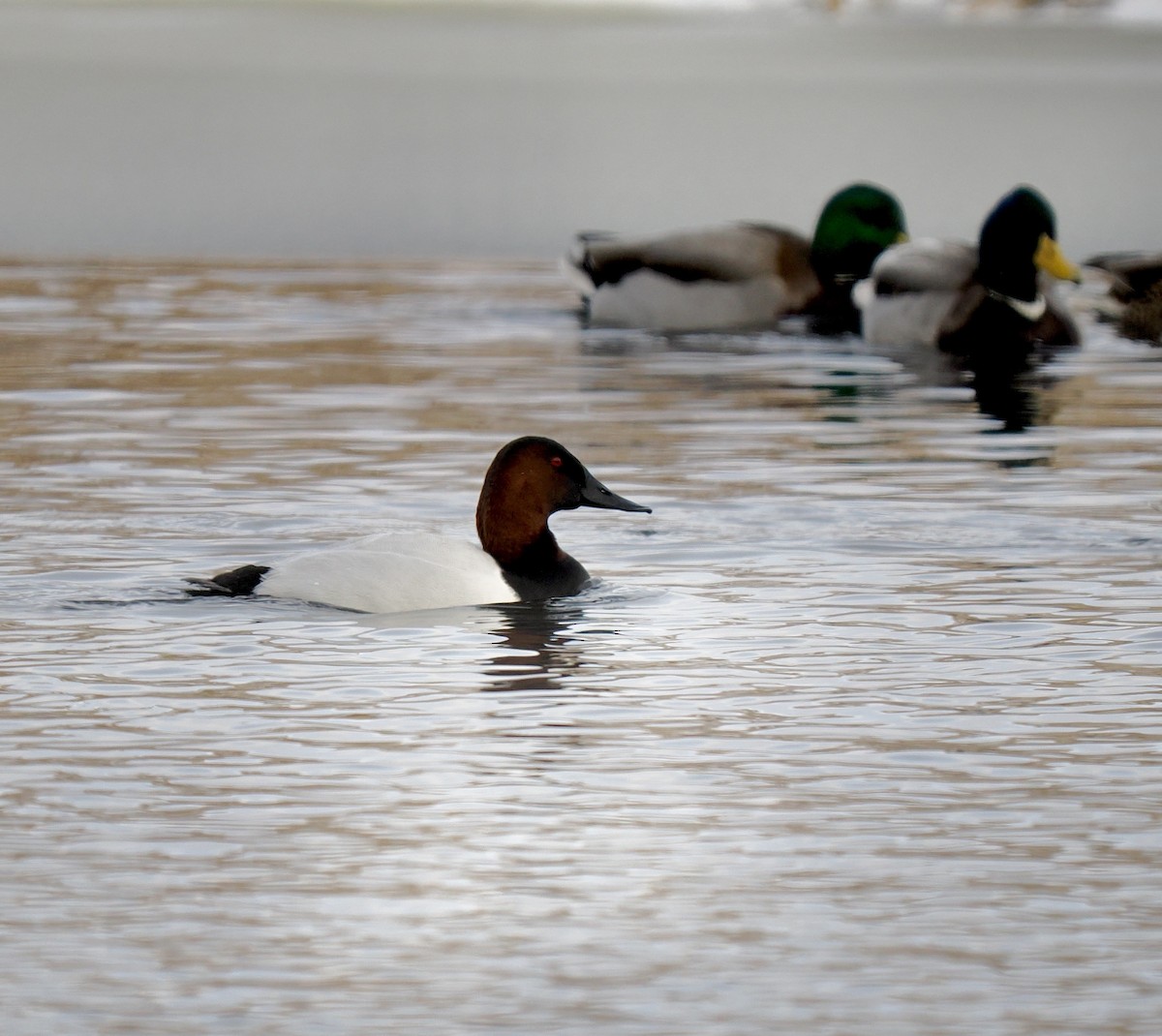 Canvasback - ML613234861