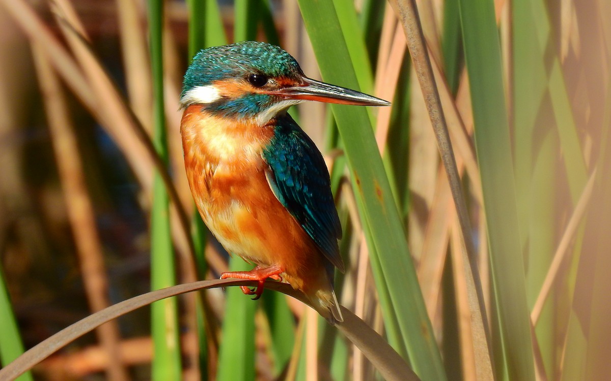 Common Kingfisher - ML613234864