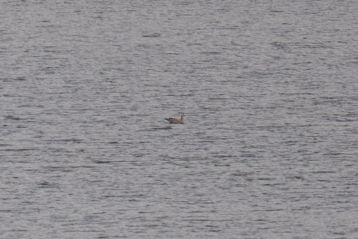 goéland ou mouette sp. - ML613234869