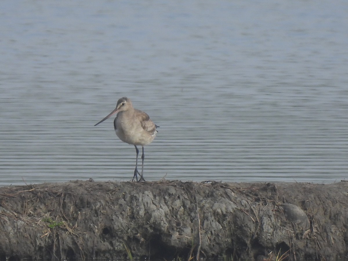 Hudsonian Godwit - ML613234897