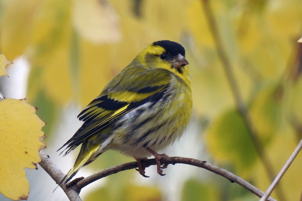 Eurasian Siskin - ML613234903