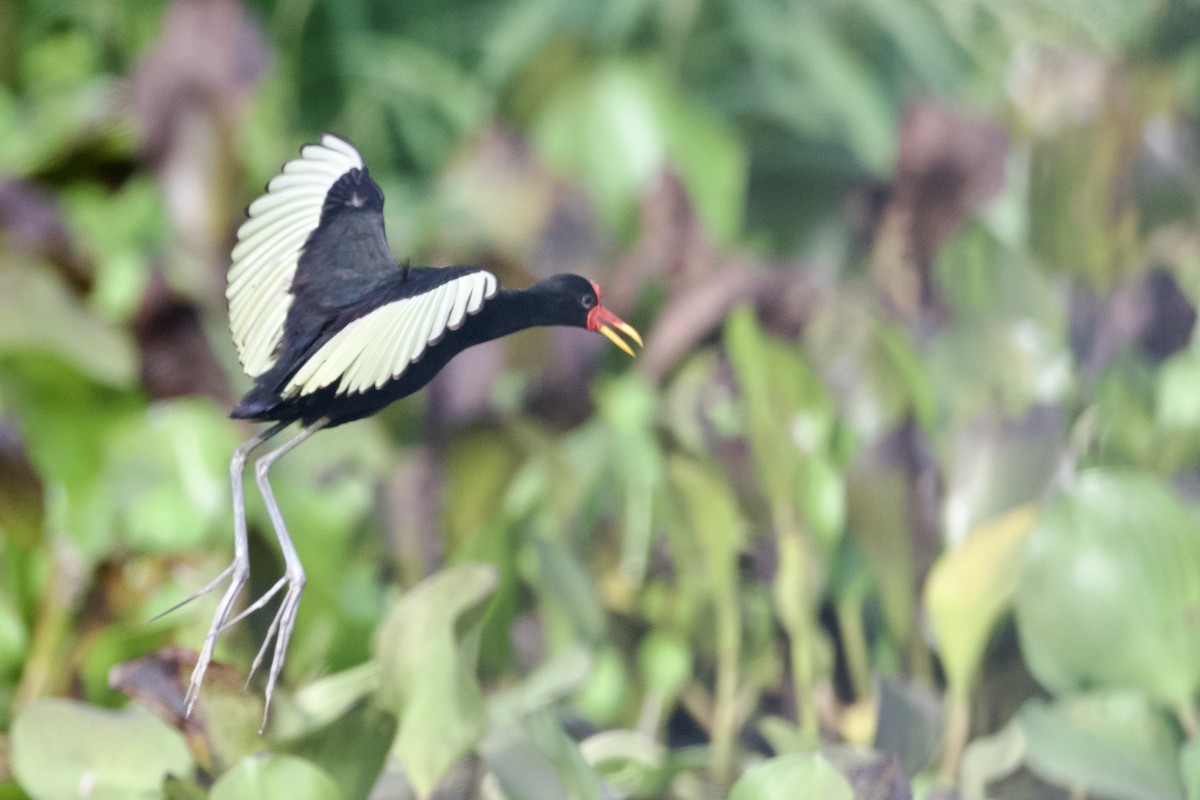 Wattled Jacana (Black-backed) - ML613234934