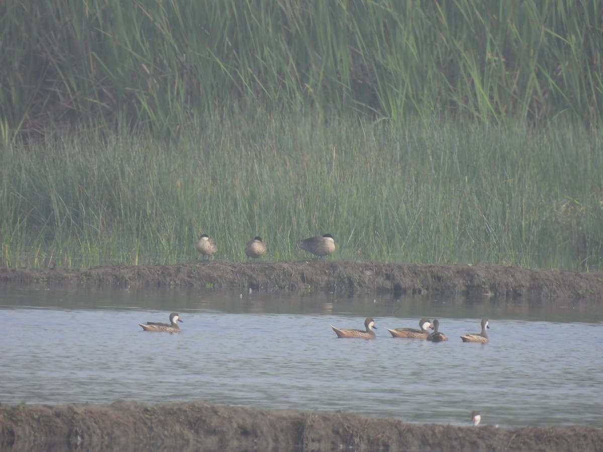 Puna Teal - David  Samata Flores