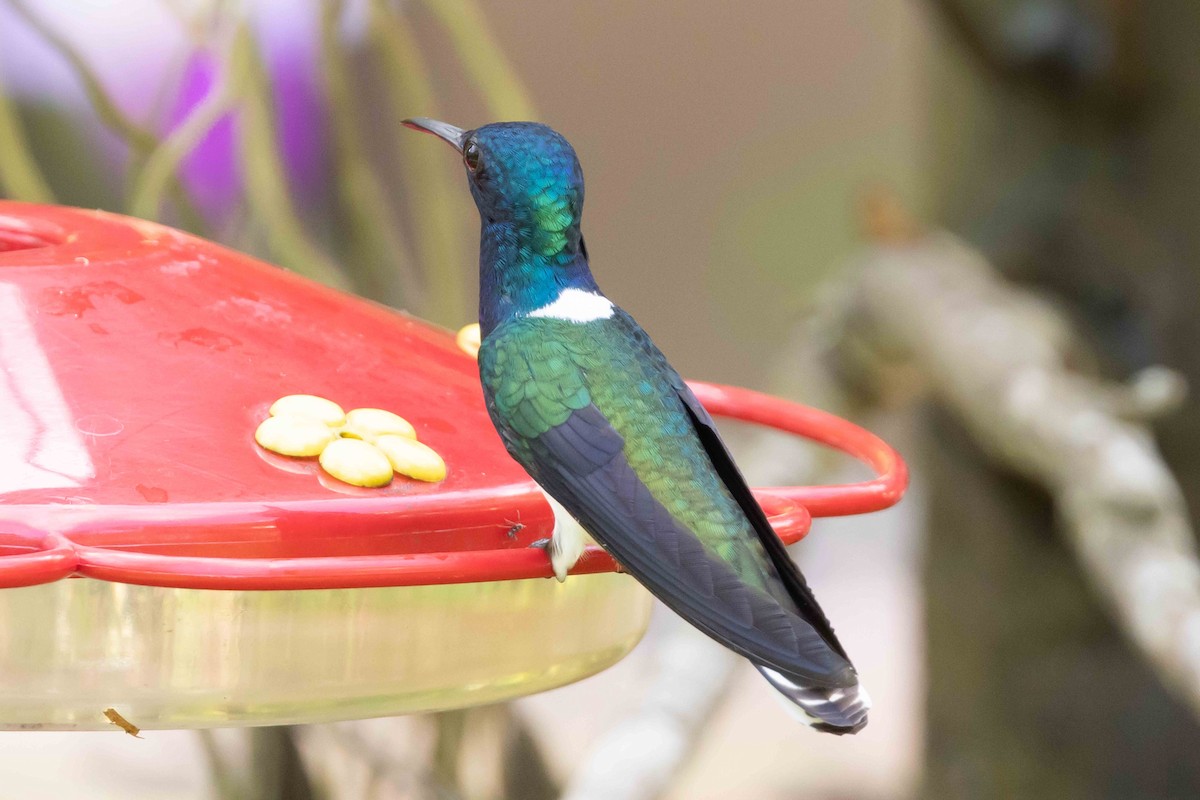 White-necked Jacobin - Linda Rudolph