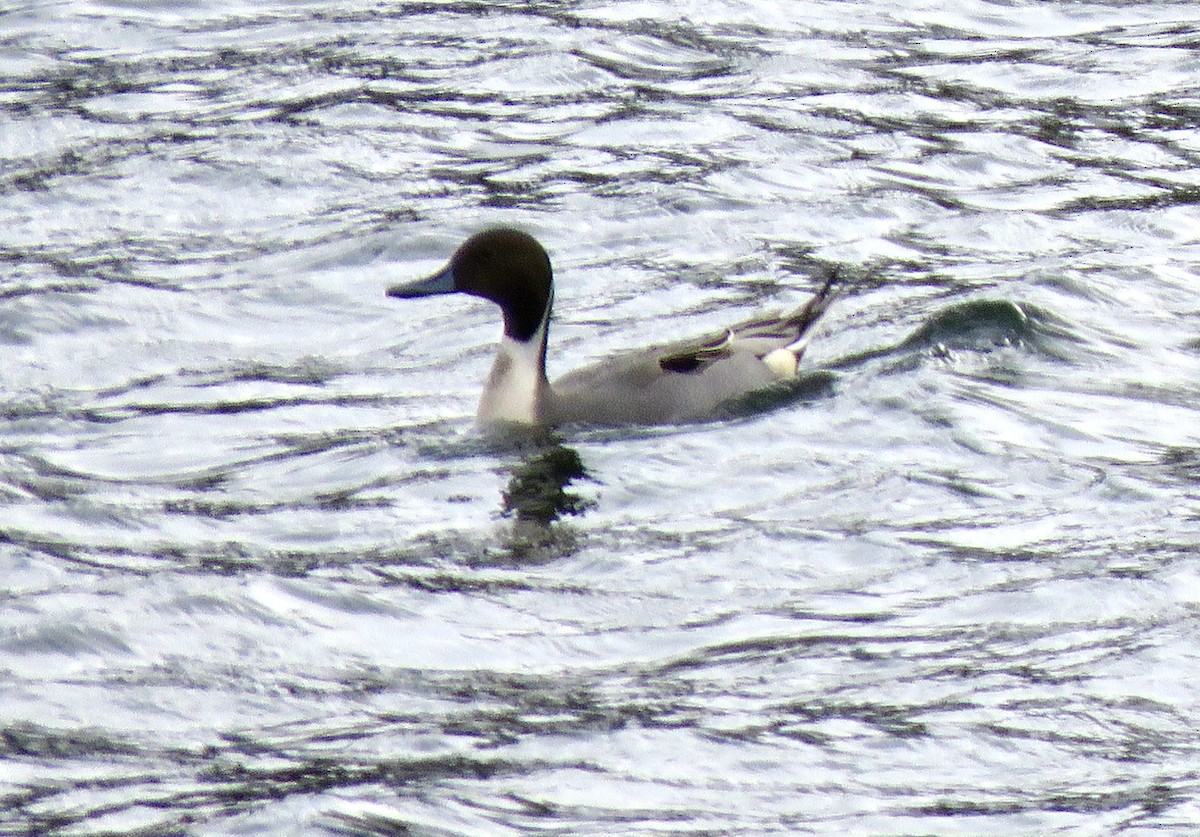 Northern Pintail - ML613234969