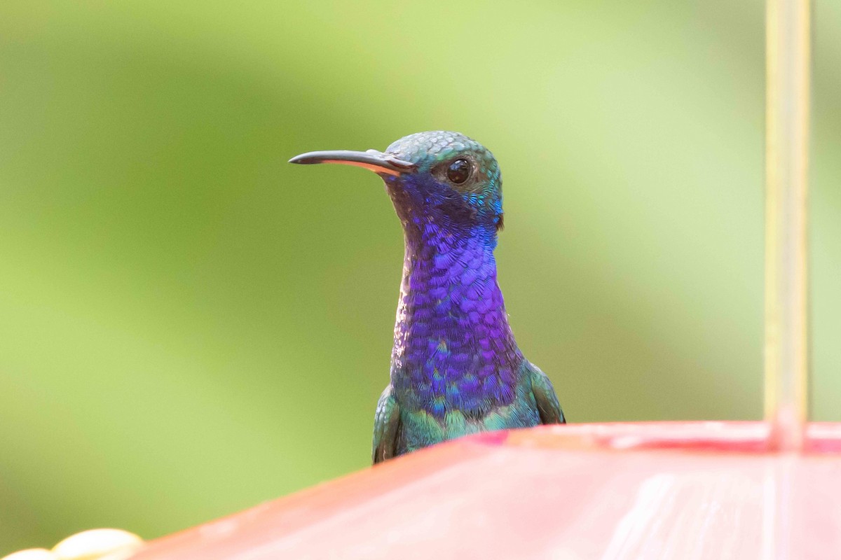 Sapphire-throated Hummingbird - ML613234979