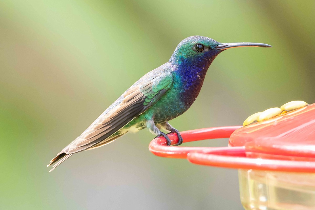 Sapphire-throated Hummingbird - ML613234990