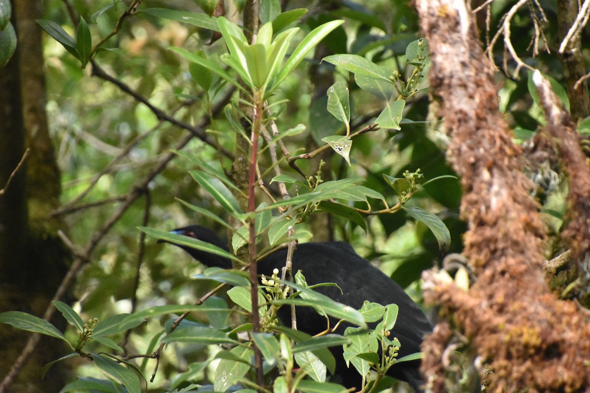 Schwarzguan - ML613235027