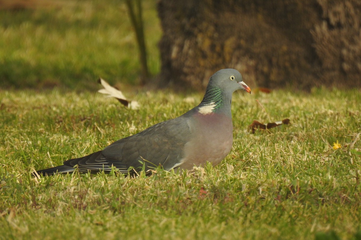 Common Wood-Pigeon - ML613235084