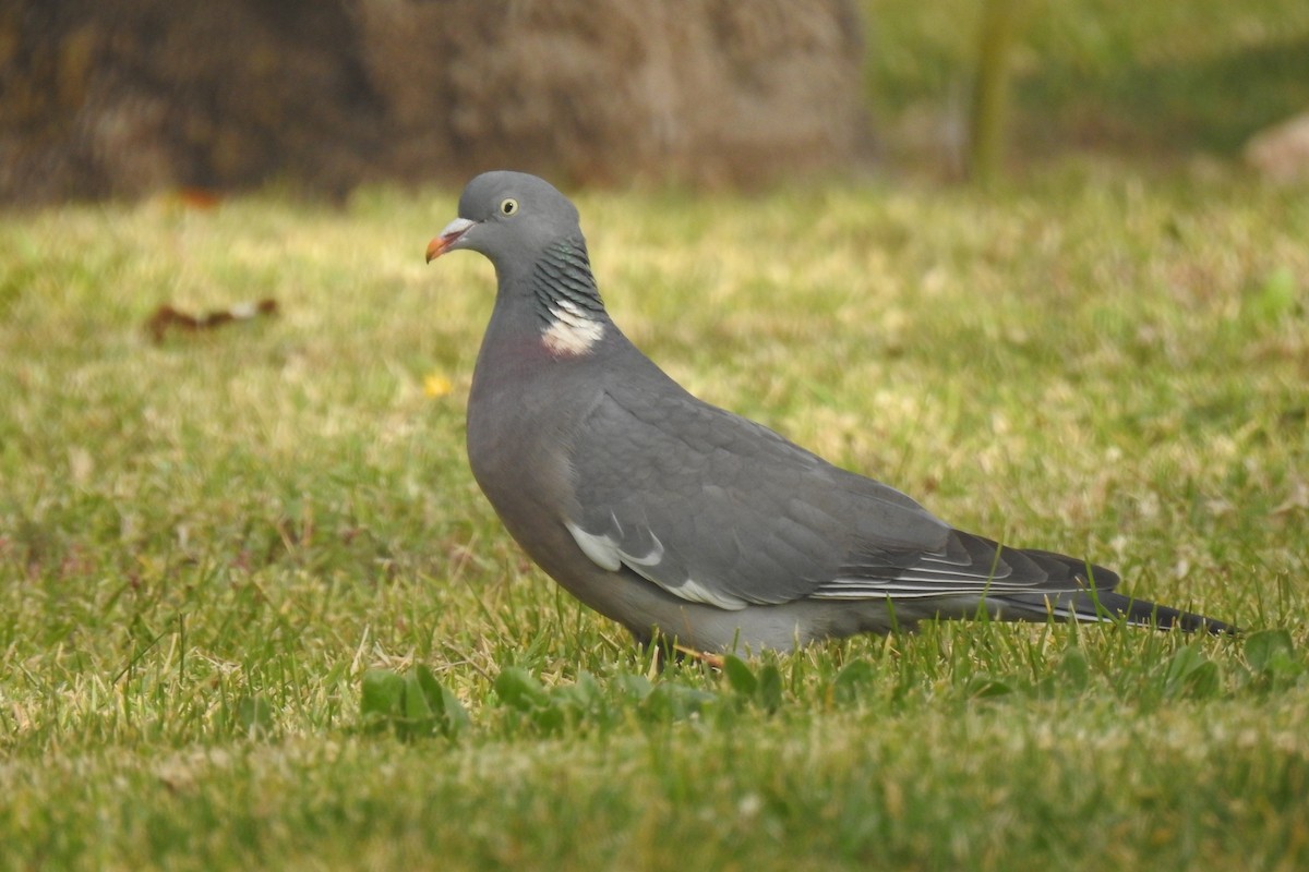 Common Wood-Pigeon - ML613235085