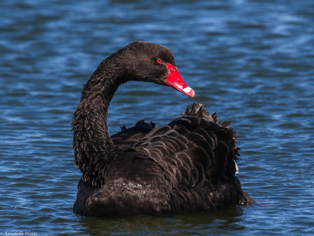 Black Swan - ML613235096