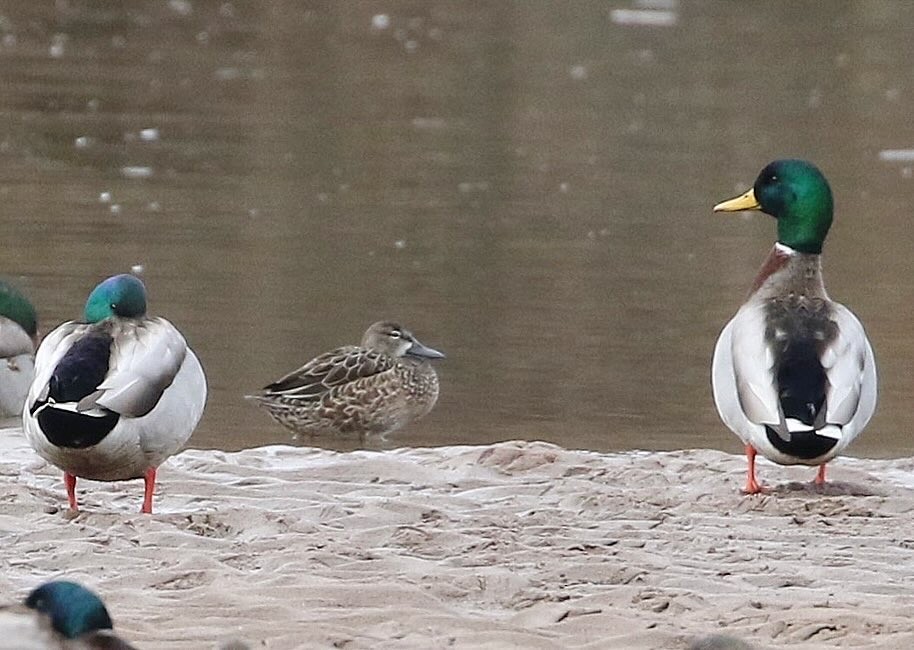 Blue-winged Teal - ML613235099