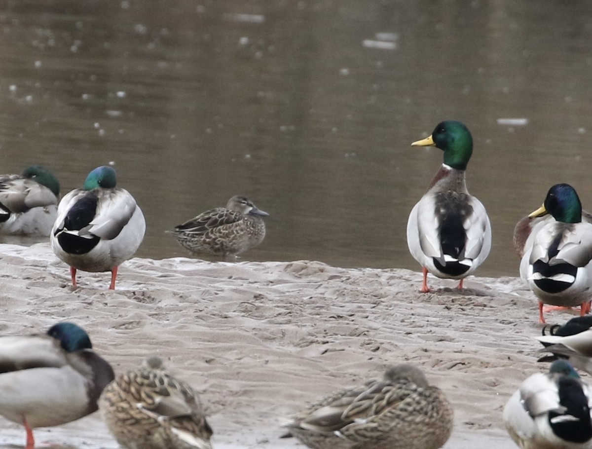 Blue-winged Teal - ML613235100