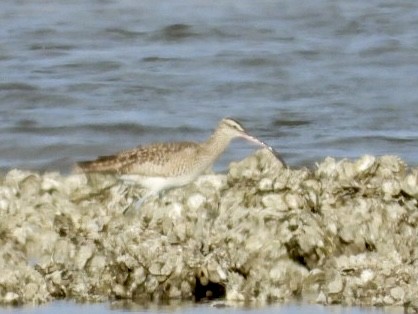 Whimbrel - ML613235107