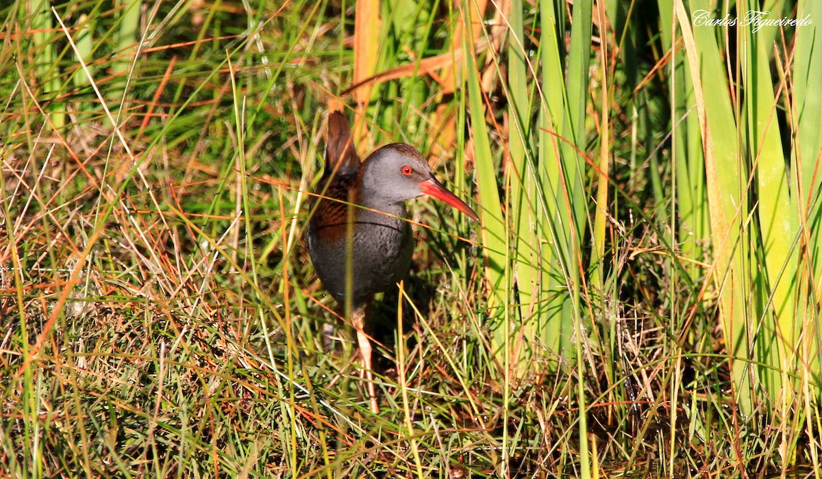 Water Rail - ML613235116