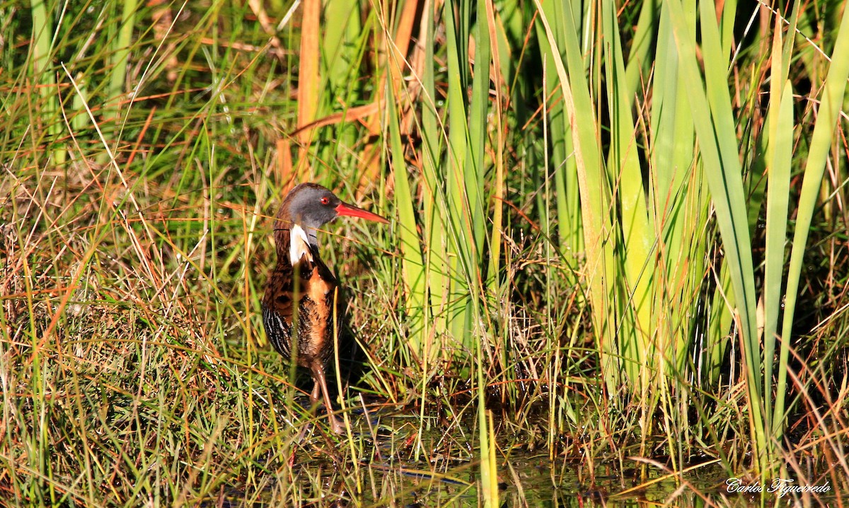 Water Rail - Carlos Figueiredo