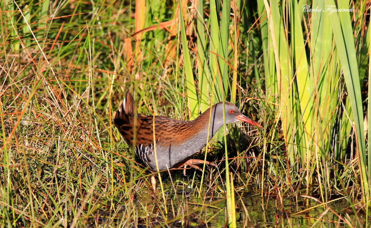 Water Rail - ML613235120