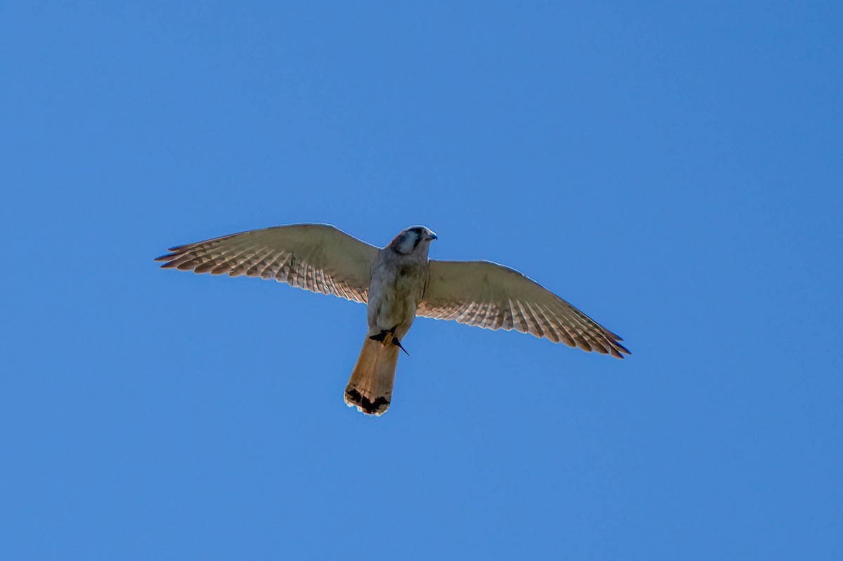 Nankeen Kestrel - Gustino Lanese