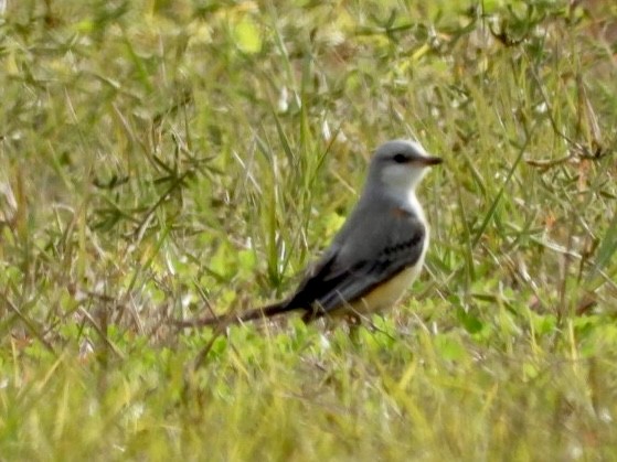 Scissor-tailed Flycatcher - ML613235144