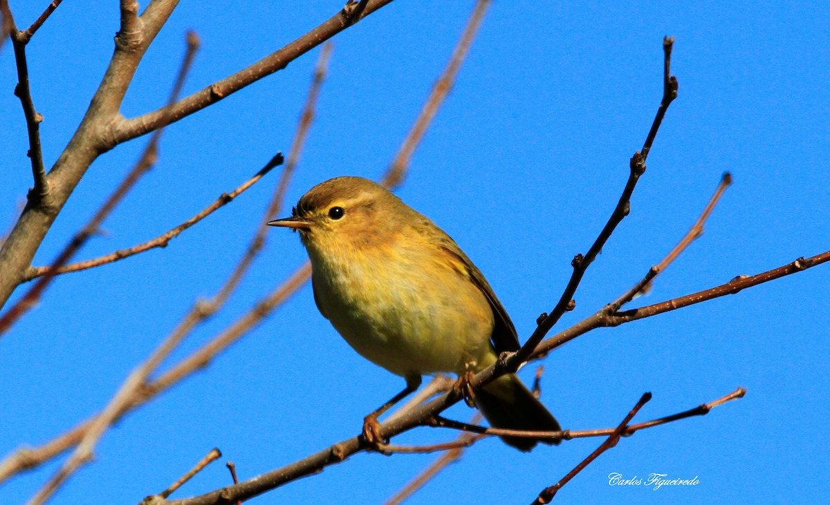 Common Chiffchaff - ML613235161